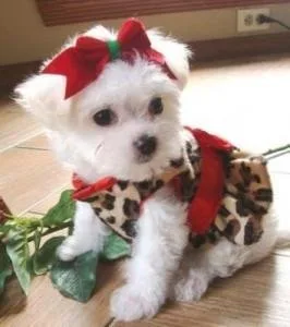 Super Adorable Teacup Maltese Puppies