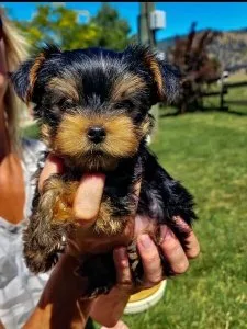 Yorkshire Terrier Puppies