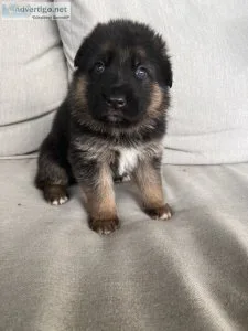 Purebred German shepherd Puppy