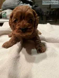 Cockapoo puppies