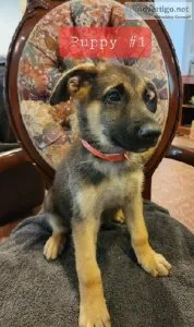 German shepherd puppies