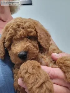 Mini petite goldendoodle puppies