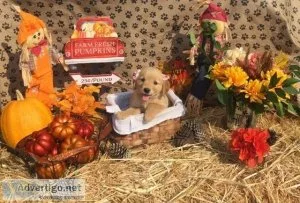 Golden retriever puppies
