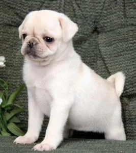 Pugs For sale Cheap Pugs Pugs for sale near me Pug Puppies