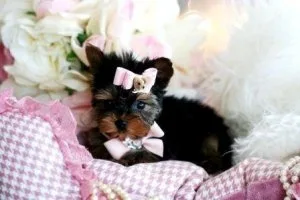 Home and potty trained Yorkie puppies for adoption