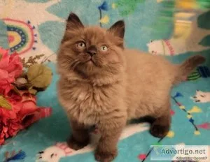 Ragdolls and ragmuffins