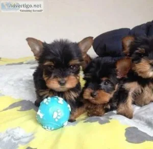 These puppies are vet checked and vaccinated