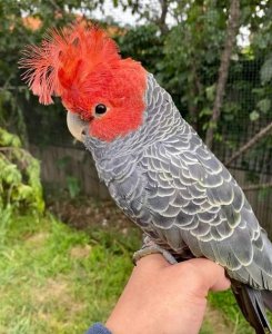 Cockatoo