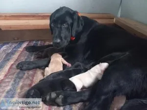 AKC LABRADOR RETRIEVER PUPPIES