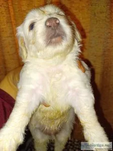 Chipoo puppies