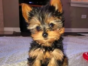 TEACUP YORKIE PUPPIES FOR SALE