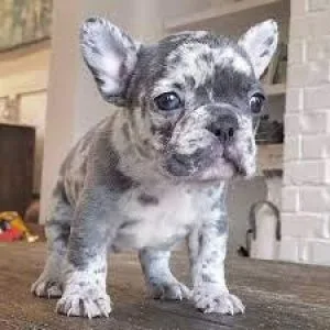 french bull dog puppy for sale