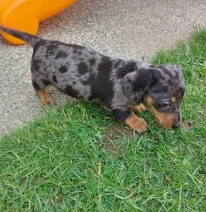 Adorable  Dapple Dachshund  puppies