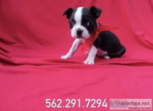 Boston Terrier Puppies
