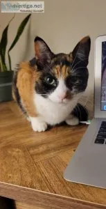 Suki female calico cat