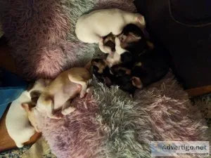 Fawn Chihuahua Puppies