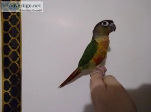 Conure ( Yellowsided Green Cheek Baby
