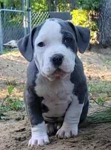12 Beautiful American Bully Pups Available Now
