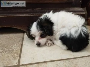 Sweet Little Male YorkiePoo Tri-color