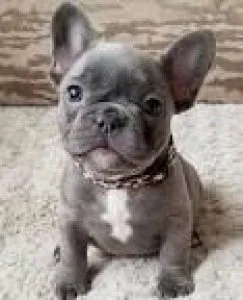 french bulldog for  sale