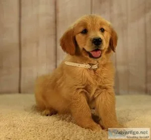 Brian Golden Retriever puppies