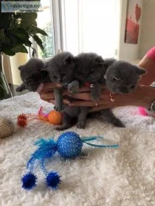 Pedigree British Blue shorthair for sale