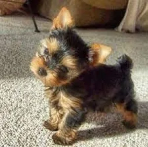 yorkie puppies
