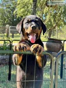 Rottweiler Puppies