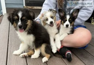 Toy Australian Puppies