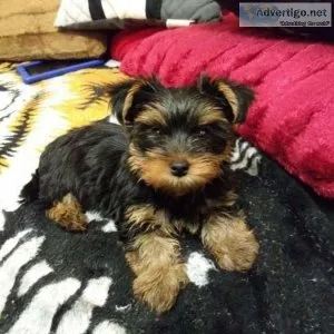 Adorable Teacup AKC Yorkie Puppy for Adoption