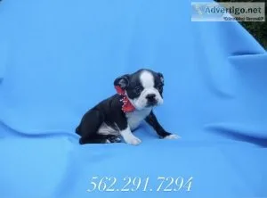 Boston Terrier Puppies
