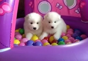 Super adorable Samoyed Puppies. So gentle and affectionate