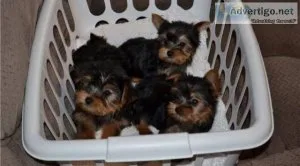 Purebred Tiny Yorkie Puppies For Sale