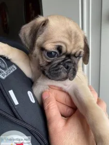 Pug Puppies