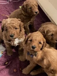 Mini Goldendoodle puppies