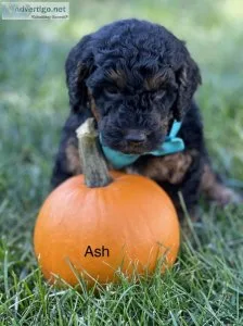 Mini bernedoodles