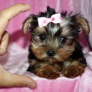 Gorgeous home trained Yorkie babies for your home