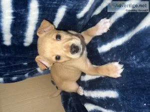 Puppies For Sale