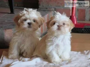Beautifulshih tzu girl is looking for good home.