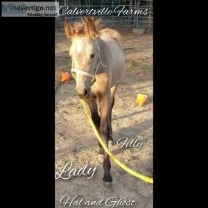 Registered Tennessee walker