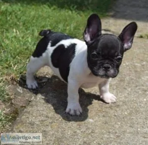  SWETY BOYS AND GIRLS FRENCH BULLDOG PUPPIES FOR YOU NOW