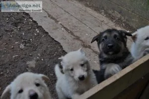 german shepherd puppies pure and mix
