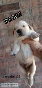 AKC Golden Retrievers