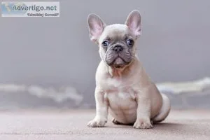 Akc French Bulldogs