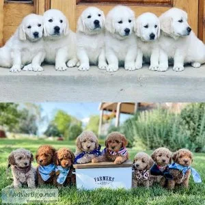 Mini Golden Doodles F1B s and Golden Retrievers