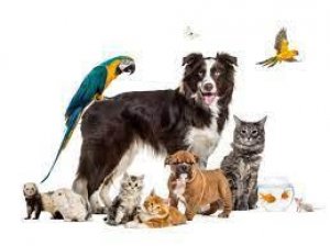 Could a simple pet plan help you