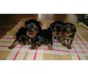 Star Yorkie Available
