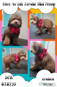 Miniature Poodle Female
