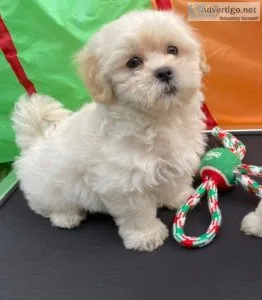 Female Malshi Puppies (Maltese c Shih Tzu)