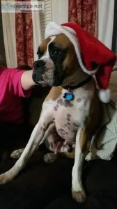 Free boxers